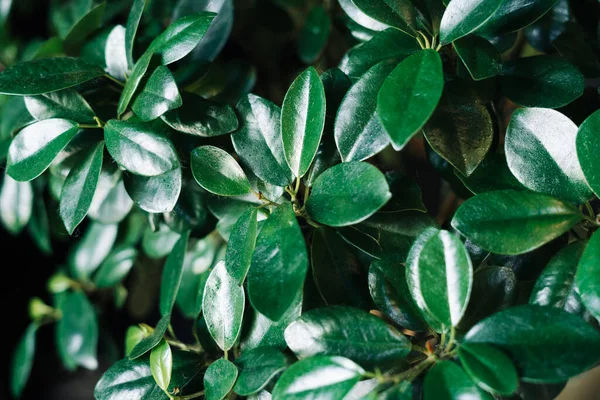 Yeşil yapraklar, doğal arka plan, parkta yeşil yabani yapraklar