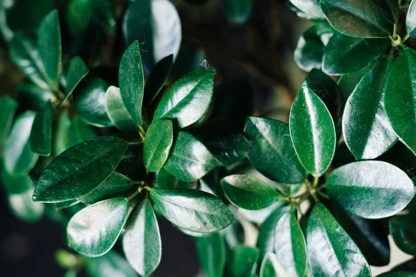 Yeşil yapraklar, doğal arka plan, parkta yeşil yabani yapraklar