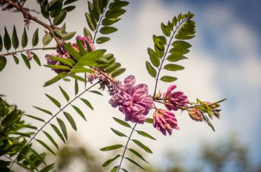 Mavi gökyüzünün arka planında pembe akasya.