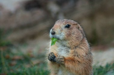 Cynomys kahvaltısını yapar ve kameraya poz verir..
