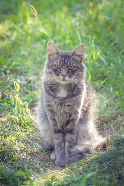 Cat Basks Morning Sun Warm Grass — Stock Photo, Image
