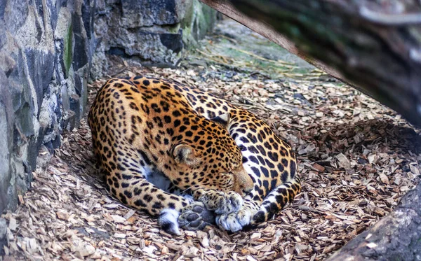 黑豹是由许多食肉猫组成的大型哺乳动物 — 图库照片