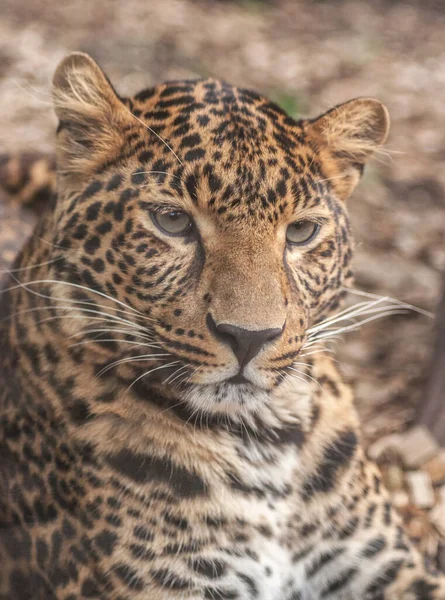 Panthera Pardus Είναι Ένα Μεγάλο Θηλαστικό Ενός Αριθμού Σαρκοφάγων Γατών — Φωτογραφία Αρχείου