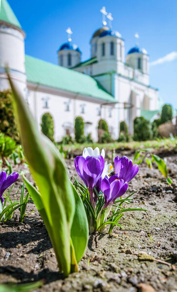 Crocuses bloomed on the flowerbed near the monastery.