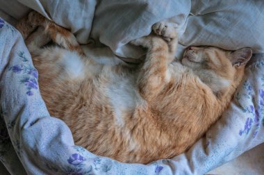 Kızıl kedi tatlı tatlı uyuyor yatakta..