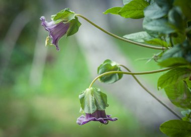 Cobaea, Meksika 'da yetişen yaklaşık 20 tür hızlı büyüyen, süslemeli dağcı türünden oluşan bir bitki cinsidir.. 