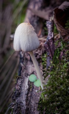 Zehirli ve halüsinojenik mantarlar küçük bir parçadan ölebilir..