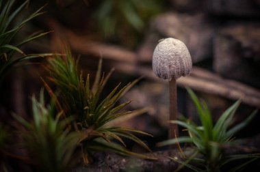 Zehirli ve halüsinojenik mantarlar küçük bir parçadan ölebilir..