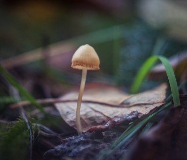 Zehirli ve halüsinojenik mantarlar küçük bir parçadan ölebilir..