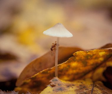 Zehirli ve halüsinojenik mantarlar küçük bir parçadan ölebilir..