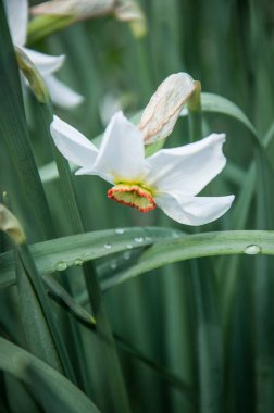 Bahçedeki güzel beyaz çiçek
