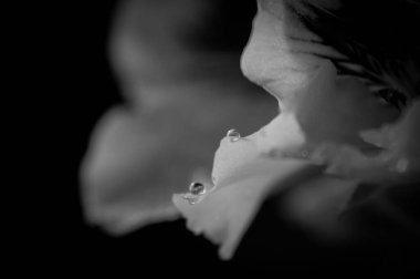 Pelargonyumun en güzel temsilcisi kraliyet sardunyasıdır..