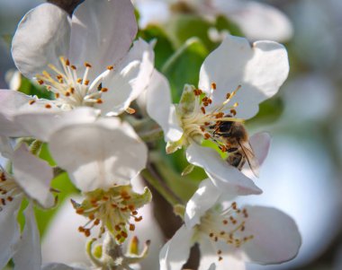 Elma Ağacı, Gül familyasından küresel tatlı ya da ekşi meyveli yaprak döken ağaçların ve çalıların cinsidir..