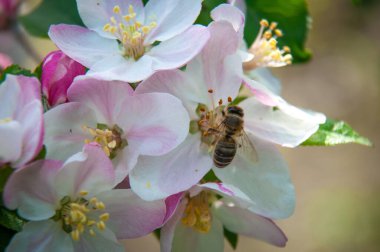 Elma Ağacı, Gül familyasından küresel tatlı ya da ekşi meyveli yaprak döken ağaçların ve çalıların cinsidir..