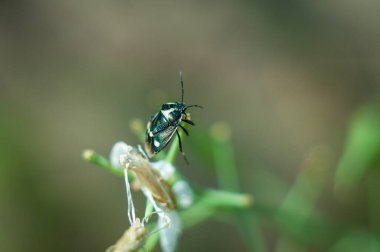 Heteroptera, Heteroptera familyasından bir böcek türü. Yunancada 