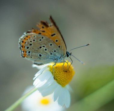 Kelebek vahşi doğadaki karanfil çiçeklerinden polen toplar..