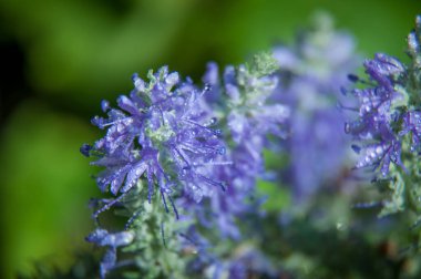 Mavi Veronica çiçekleri yağmur damlalarıyla kaplıdır..
