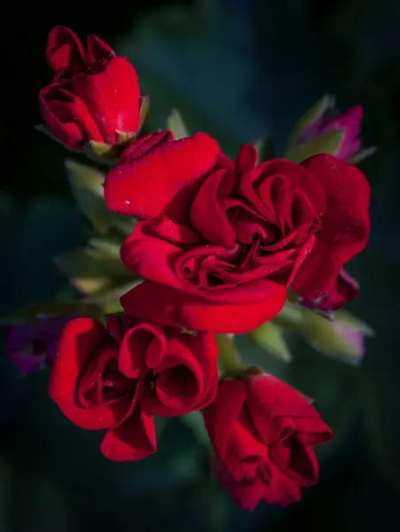 Kırmızı pelargonyum bir gül gibi şişkinliğe sahiptir..