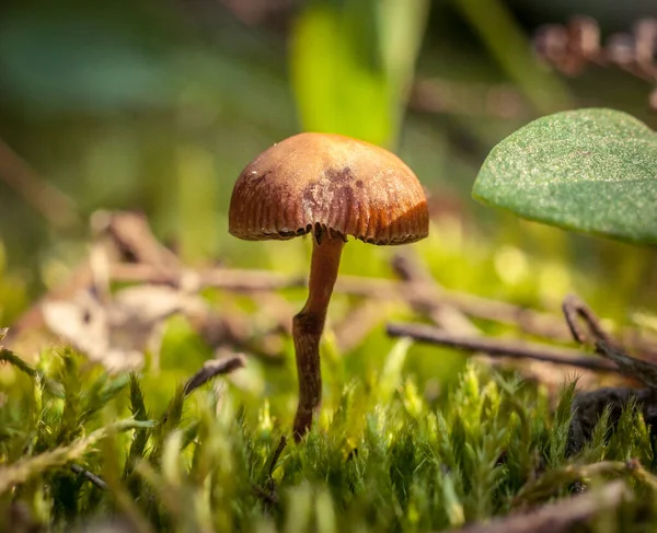 Toadstools Poisonous Hallucinogenic Mushrooms Can Die Small Piece — Stock Photo, Image