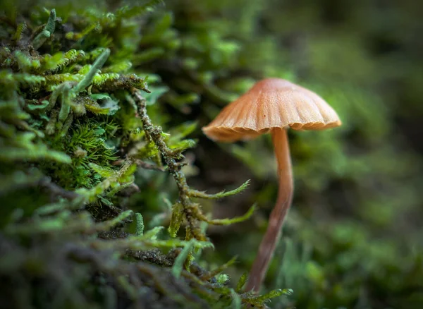 Toadstools Poisonous Hallucinogenic Mushrooms Can Die Small Piece — Stock Photo, Image