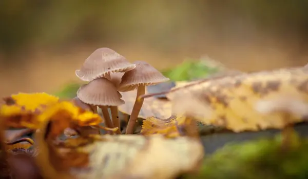 Toadstools Poisonous Hallucinogenic Mushrooms Can Die Small Piece — Stock Photo, Image