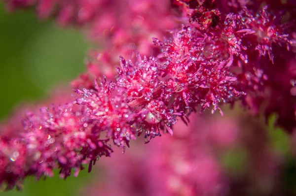 Güzel çiçekler, çiçek konsepti