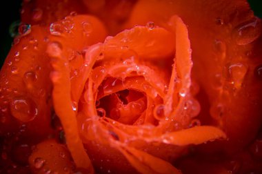 Gül, gül kalçası (Rosa L.) - gül familyasının bitki cinsi ve kültürel formu (yabani bitkiler - bkz..