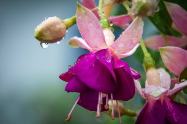 Fuchsia, Onagrov familyasından bir bitki cinsidir. Bunlar vahşi doğada yaklaşık 100 türü olan her zaman yeşil çalılıklar.. 