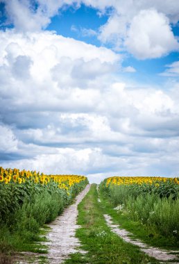 Mavi gökyüzü olan ayçiçeği tarlası.