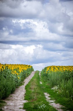 Mavi gökyüzü olan ayçiçeği tarlası.