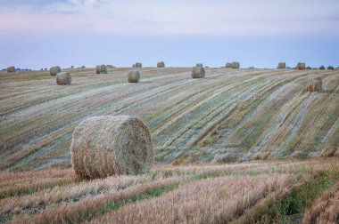Bir sonbahar akşamının erken saatlerinde, saman balyaları tarladan toplanmayı bekliyor..