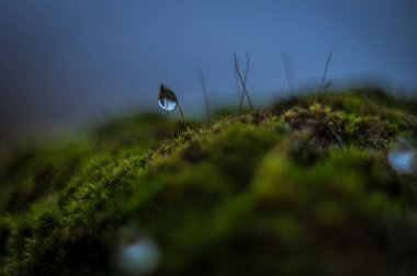 Salatalık keten ya da politrik, politrichaceae familyasından bir yosun cinsidir. Bu, yaklaşık 100 türü kapsayan, ailenin en büyük cinslerinden biridir..