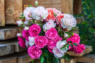 Gül, gül kalçası (Rosa L.) - gül familyasının bitki cinsi ve kültürel formu (yabani bitkiler - bkz..