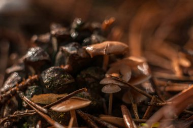 Zehirli ve halüsinojenik mantarlar küçük bir parçadan ölebilir..