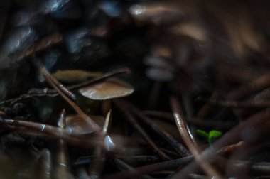 Zehirli ve halüsinojenik mantarlar küçük bir parçadan ölebilir..