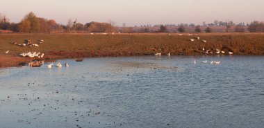 Çayır ve Horyn nehri Ukrayna, Rivne bölgesinde yer almaktadır..