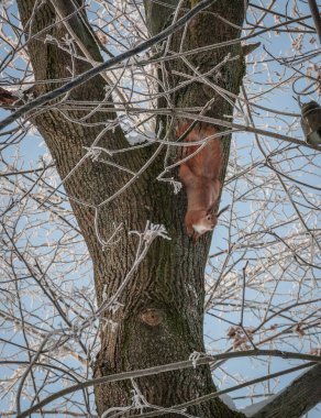 Kırmızı Sincap bir dala oturmuş.