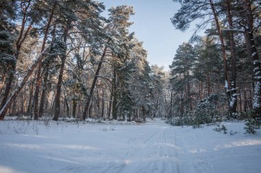 Bu güzel orman Ukrayna 'daki Kozlin ormanına aittir..