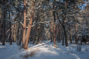 Bu güzel orman Ukrayna 'daki Kozlin ormanına aittir..