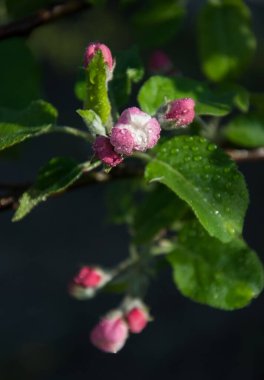 Elma Ağacı, Gül familyasından küresel tatlı ya da ekşi meyveli yaprak döken ağaçların ve çalıların cinsidir..