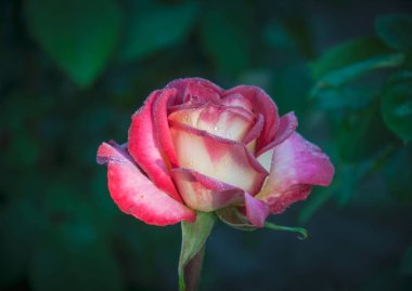 Gül, gül kalçası (Rosa L.) - gül familyasının bitki cinsi ve kültürel formu (yabani bitkiler - bkz..