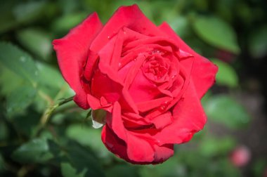 Gül, gül kalçası (Rosa L.) - gül familyasının bitki cinsi ve kültürel formu (yabani bitkiler - bkz..