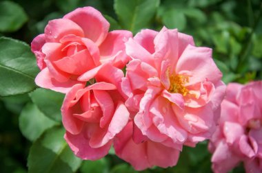 Gül, gül kalçası (Rosa L.) - gül familyasının bitki cinsi ve kültürel formu (yabani bitkiler - bkz..