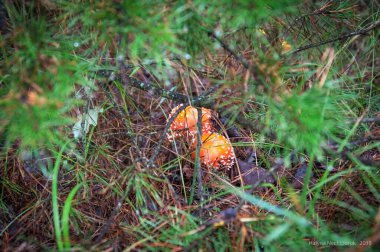 Yenilmez mantarlara genellikle 