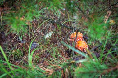 Yenilmez mantarlara genellikle 