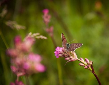 Kelebek vahşi doğadaki karanfil çiçeklerinden polen toplar..