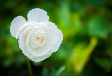 Ranunculus asiaticus (Farsça: الالالالالالالالالالالالالالالالالالال), İran 'ın doğu Akdeniz Bölgesi, güneybatı Asya, güneydoğu Avrupa ve kuzeydoğu Afrika' da yaşayan bir düğün çiçeği türü..