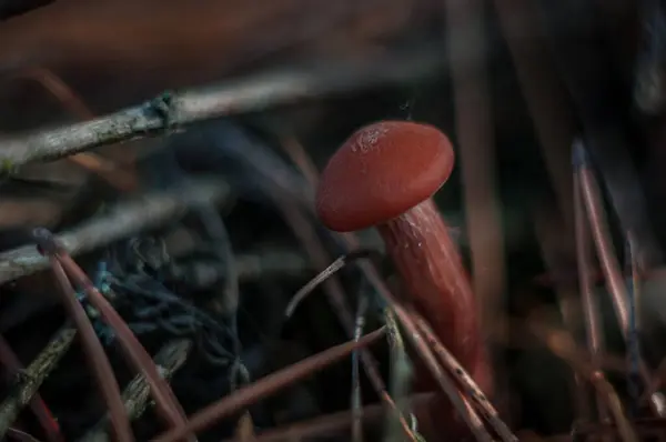 Toadstools Mérgező Hallucinogén Gomba Meghalhat Egy Kis Darab — Stock Fotó