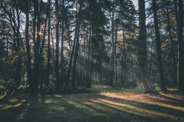 Güzel Orman Ukrayna Daki Kozlin Ormanına Aittir — Stok fotoğraf
