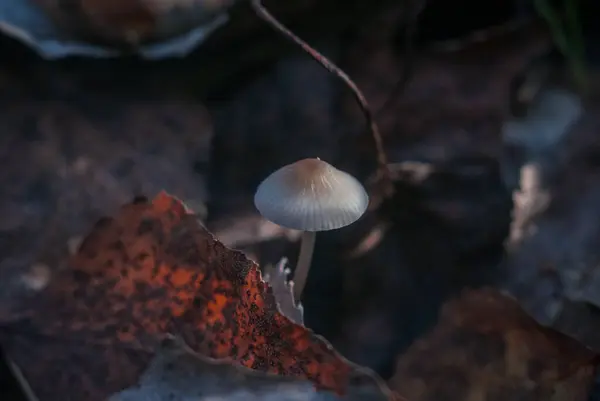 Toadstools Poisonous Hallucinogenic Mushrooms Can Die Small Piece — Stock Photo, Image